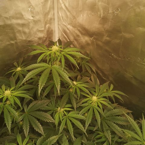 Pina rbx auto growlog timeline photo