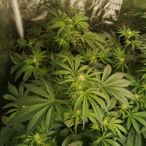 Banana Hammock auto growlog timeline photo