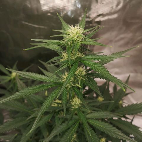 Crystal candy xl auto growlog timeline photo