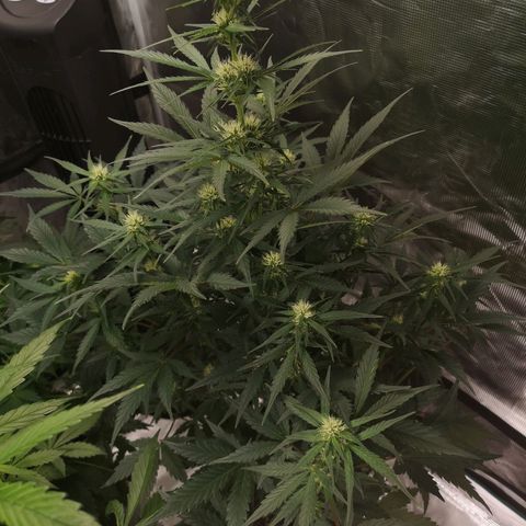 Crystal candy xl auto growlog timeline photo