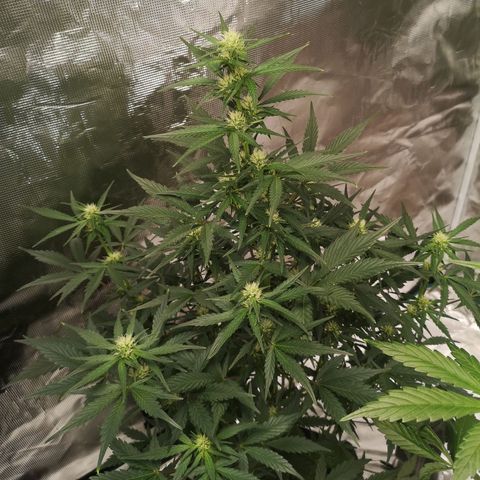 Crystal candy xl auto growlog timeline photo