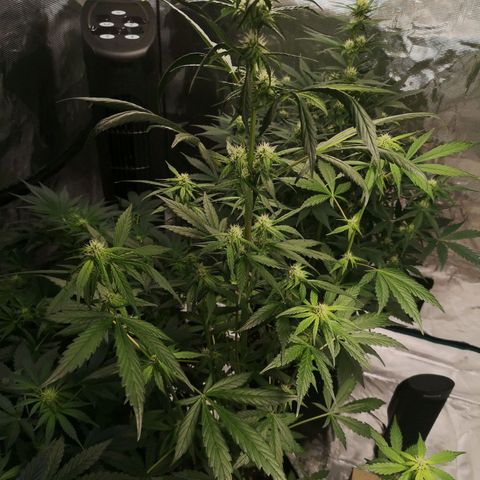 Dark devil auto growlog timeline photo