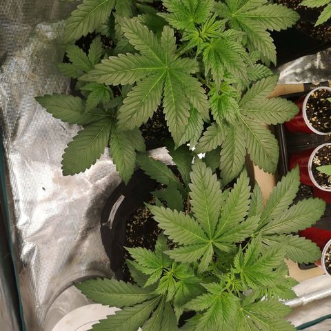 Sour d auto  growlog timeline photo