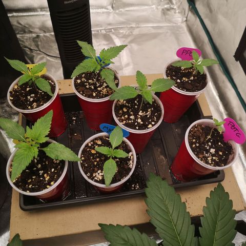 Banana daddy growlog timeline photo