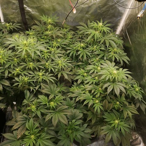 Pluto auto growlog timeline photo