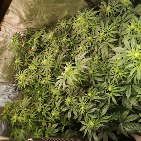 Pluto auto growlog timeline photo