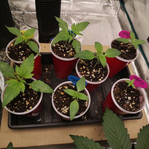 Banana daddy growlog timeline photo
