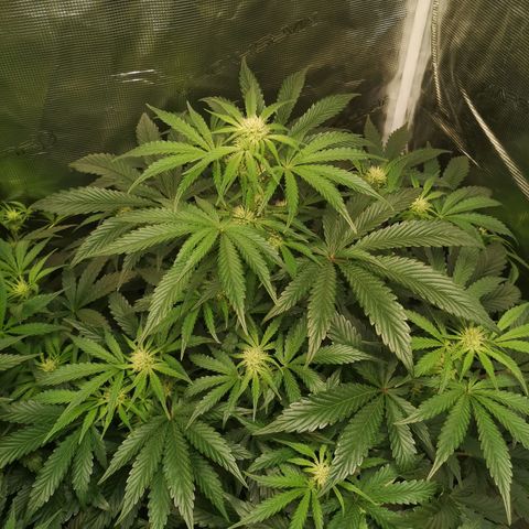 Og kush auto growlog timeline photo