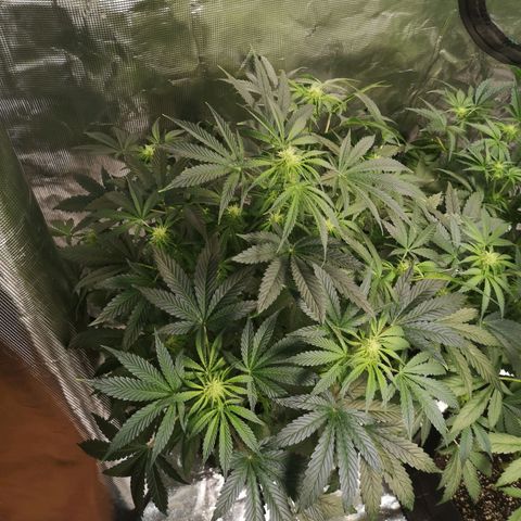 Og kush auto growlog timeline photo