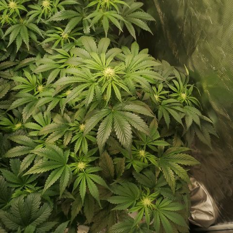 Purple thai auto  growlog timeline photo