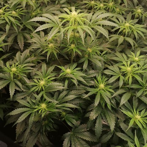 LBCOG auto growlog timeline photo
