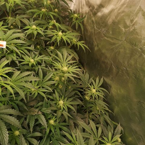 Pina rbx auto growlog timeline photo