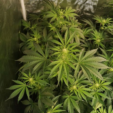 Banana Hammock auto growlog timeline photo