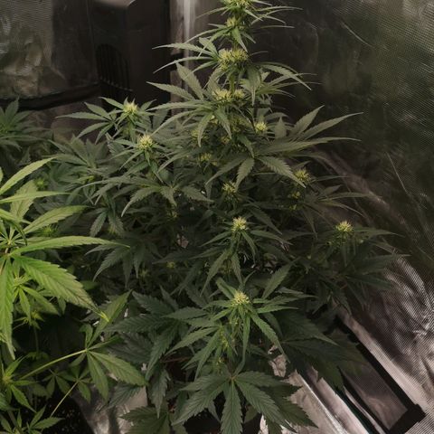 Crystal candy xl auto growlog timeline photo
