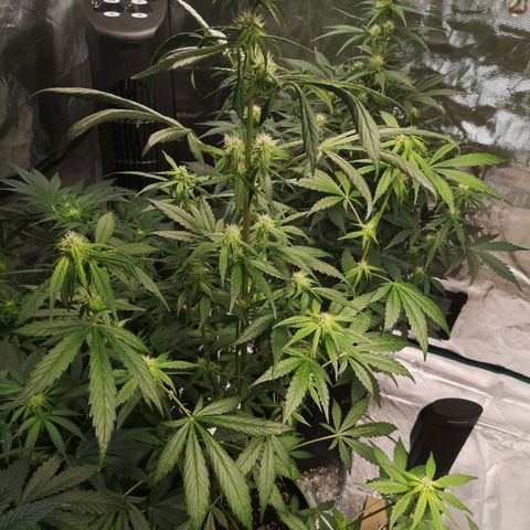 Dark devil auto growlog timeline photo