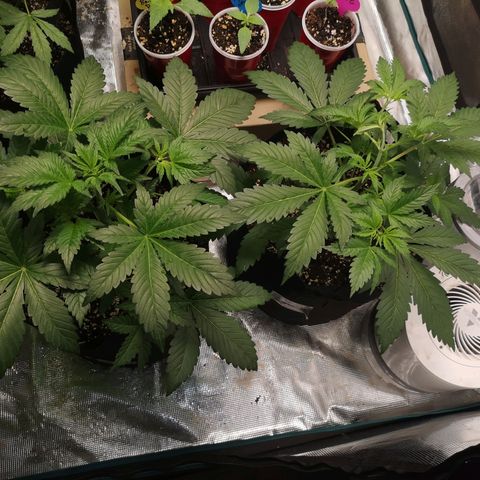 Sour d auto  growlog timeline photo