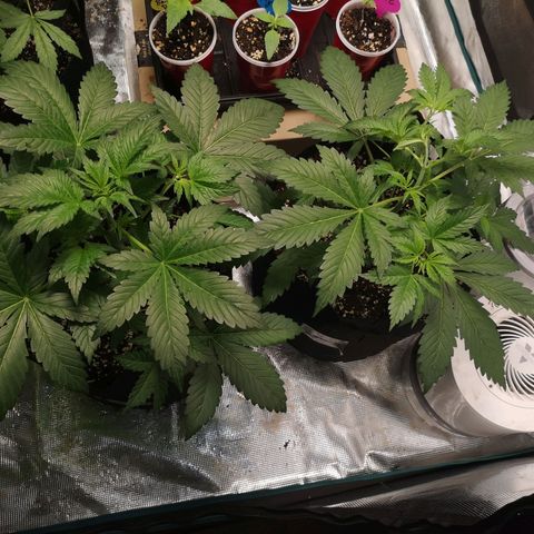 Sour d auto  growlog timeline photo