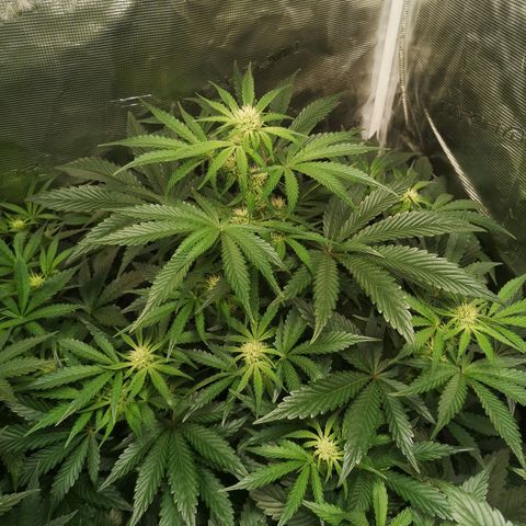 Og kush auto growlog timeline photo