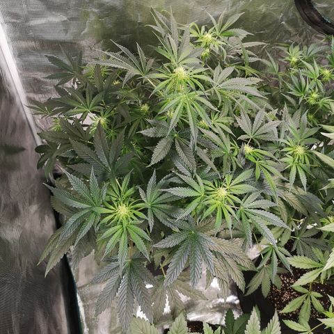 Og kush auto growlog timeline photo
