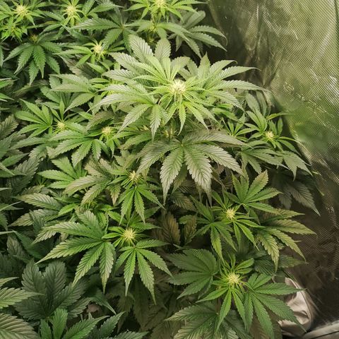 Purple thai auto  growlog timeline photo