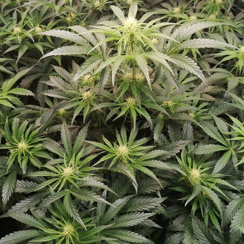 LBCOG auto growlog timeline photo