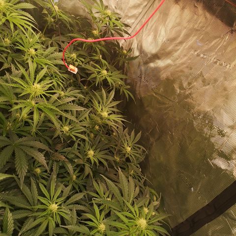 Pina rbx auto growlog timeline photo