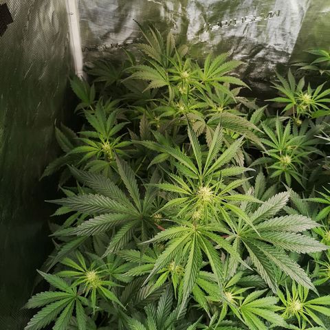 Banana Hammock auto growlog timeline photo