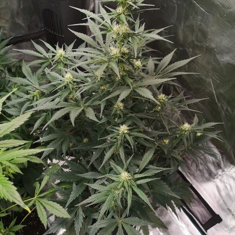 Crystal candy xl auto growlog timeline photo
