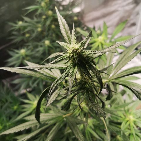 Dark devil auto growlog timeline photo