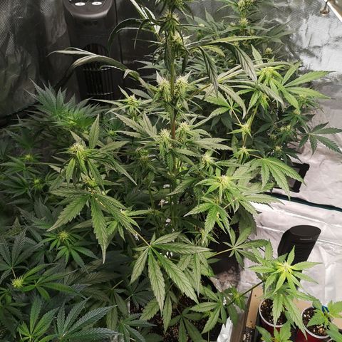 Dark devil auto growlog timeline photo