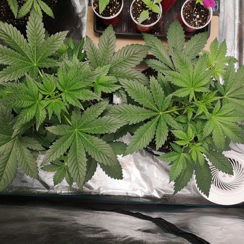Sour d auto  growlog timeline photo
