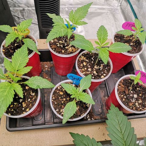 Banana daddy growlog timeline photo