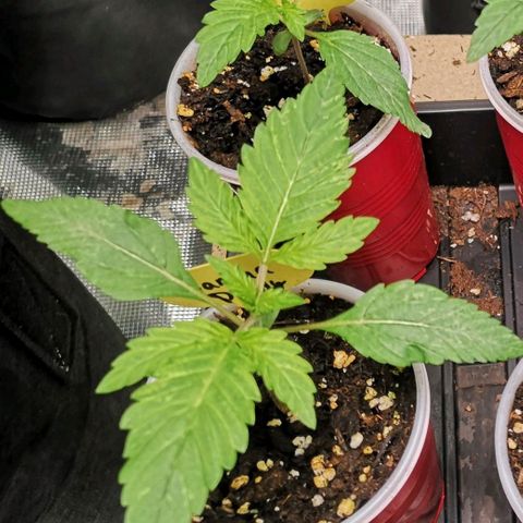 Banana daddy growlog timeline photo