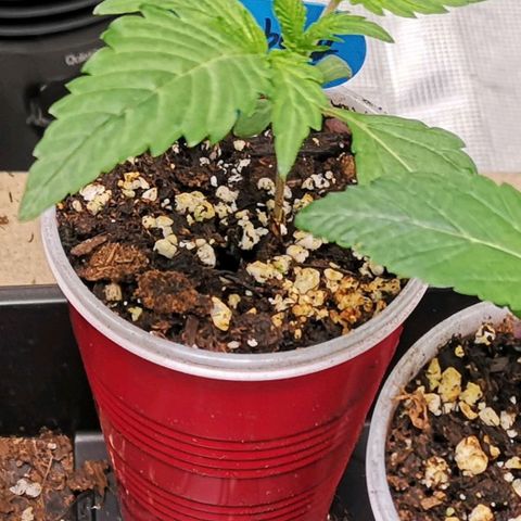 Blueberry cookies growlog timeline photo