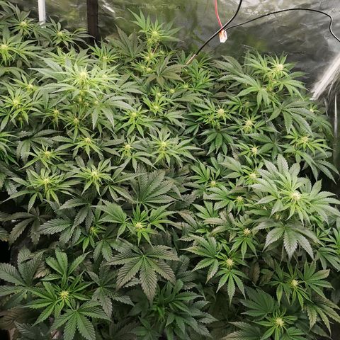 Pluto auto growlog timeline photo