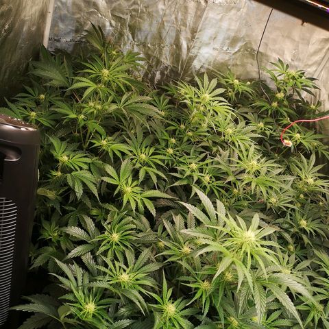 Pluto auto growlog timeline photo