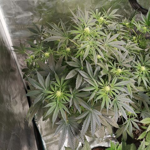 Og kush auto growlog timeline photo