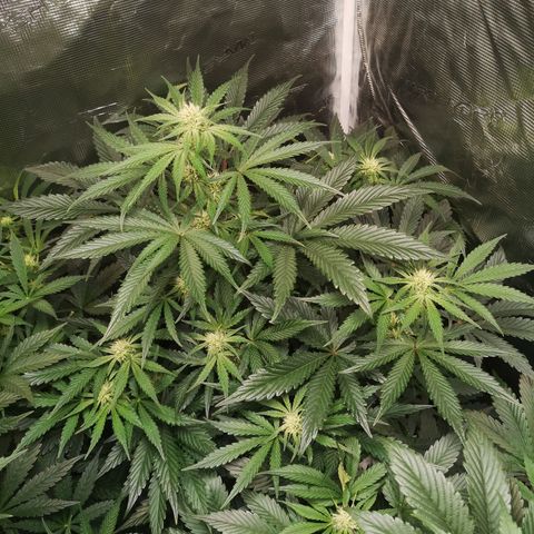 Og kush auto growlog timeline photo