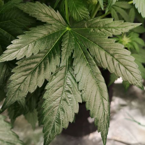 Purple thai auto  growlog timeline photo