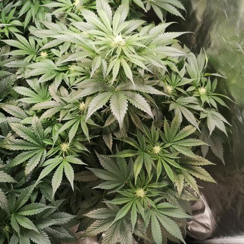 Purple thai auto  growlog timeline photo