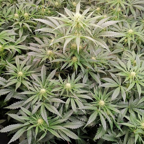 LBCOG auto growlog timeline photo