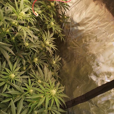 Pina rbx auto growlog timeline photo