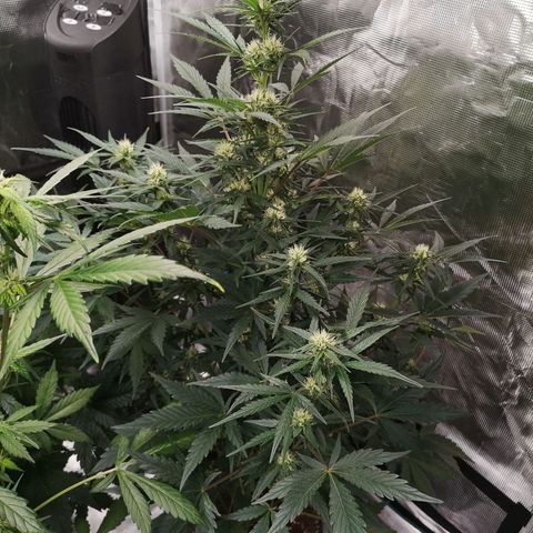 Crystal candy xl auto growlog timeline photo