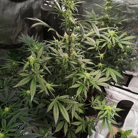 Dark devil auto growlog timeline photo