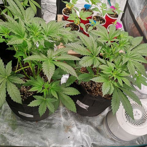 Sour d auto  growlog timeline photo