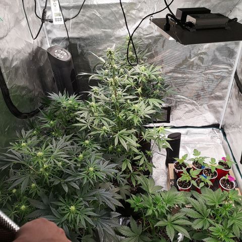 Dark devil auto growlog timeline photo