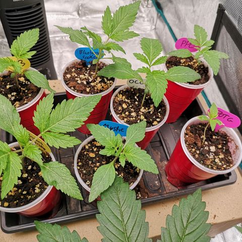 Banana daddy growlog timeline photo