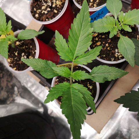 Banana daddy growlog timeline photo