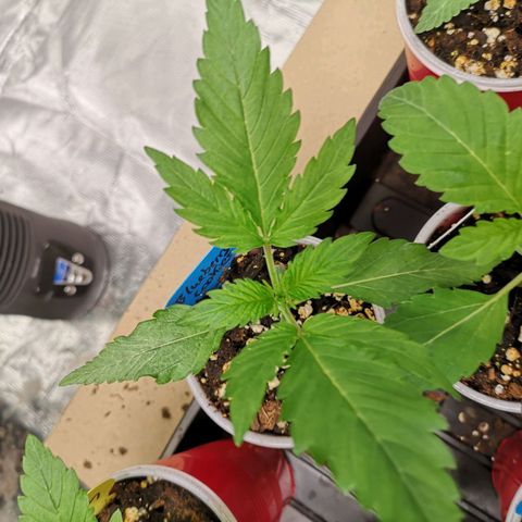 Blueberry cookies growlog timeline photo