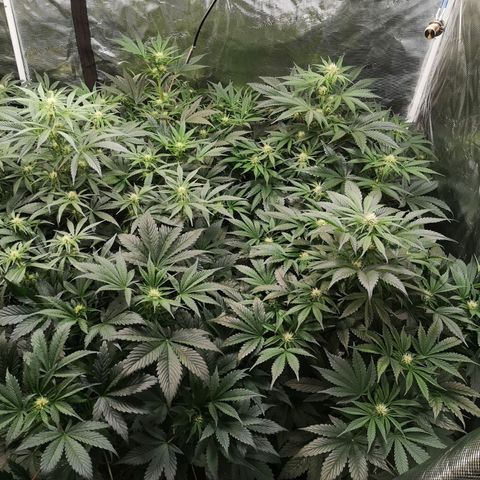 Pluto auto growlog timeline photo